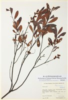 藏品(酸沼楊梅)的圖片